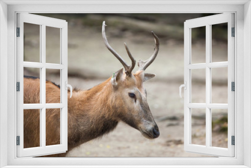 Fototapeta Naklejka Na Ścianę Okno 3D - Pere David's deer (Elaphurus davidianus)
