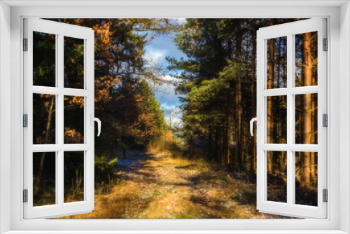 Fototapeta Naklejka Na Ścianę Okno 3D - Autumn forest road