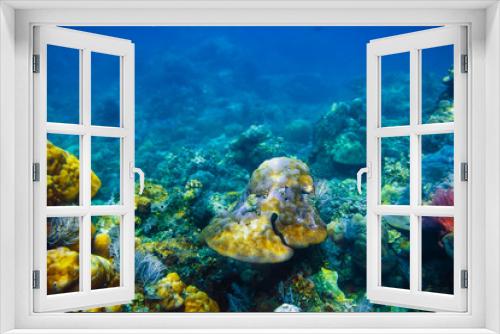 Fototapeta Naklejka Na Ścianę Okno 3D - Underwater life in the tropics