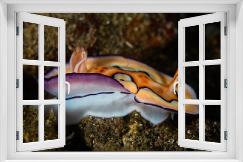 Fototapeta Naklejka Na Ścianę Okno 3D - Colorful Nudibranch (Chromodoris coi) Crawling Over Seafloor