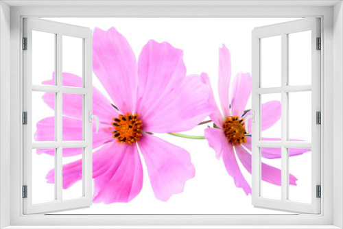 Fototapeta Naklejka Na Ścianę Okno 3D - kosmeya fresh pink flower, photo manipulation