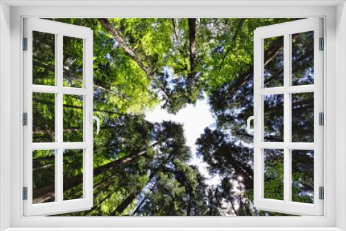 Fototapeta Naklejka Na Ścianę Okno 3D - wide view of forest
