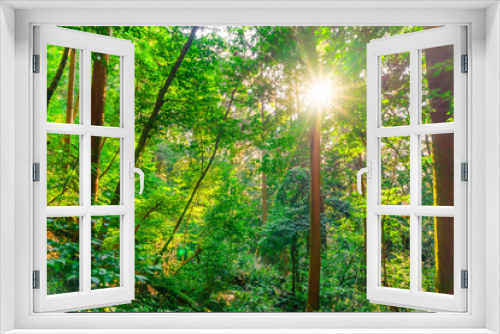 Fototapeta Naklejka Na Ścianę Okno 3D - Forest trees