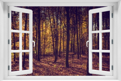 Fototapeta Naklejka Na Ścianę Okno 3D - Fall forest in vintage colors