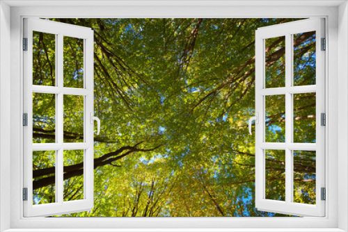 Fototapeta Naklejka Na Ścianę Okno 3D - Jesienne drzewa