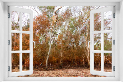 Fototapeta Naklejka Na Ścianę Okno 3D - forest fires
