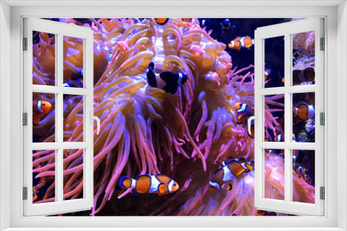 Fototapeta Naklejka Na Ścianę Okno 3D - Clown Fish and Anemones