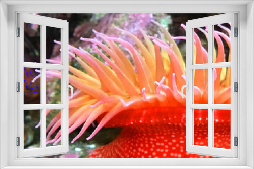 Fototapeta Naklejka Na Ścianę Okno 3D - Large Red Anemone
