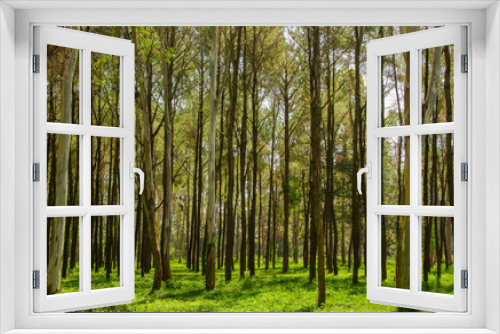 Fototapeta Naklejka Na Ścianę Okno 3D - pine forest