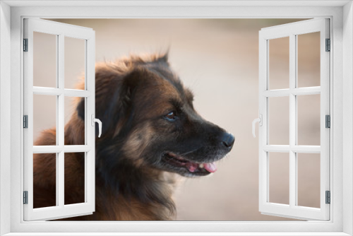 Fototapeta Naklejka Na Ścianę Okno 3D - Hundeportät
