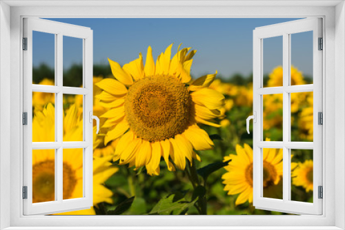 Fototapeta Naklejka Na Ścianę Okno 3D - sunflowers in sunshine