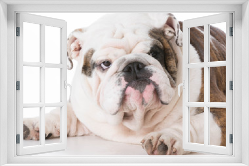 Fototapeta Naklejka Na Ścianę Okno 3D - male english bulldog