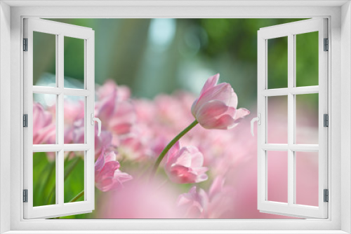 Fototapeta Naklejka Na Ścianę Okno 3D - Fuzzy Easter background with pink tulips.