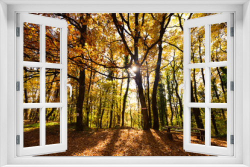 Fototapeta Naklejka Na Ścianę Okno 3D - Beautiful forest landscape