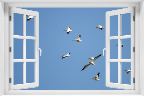 Fototapeta Naklejka Na Ścianę Okno 3D - Flock of American White Pelicans Flying in a Blue Sky