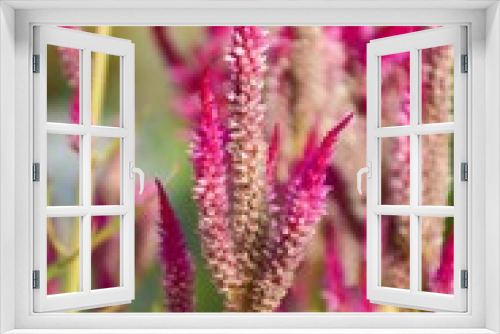 Fototapeta Naklejka Na Ścianę Okno 3D - pink celosia argentea flower in nature garden