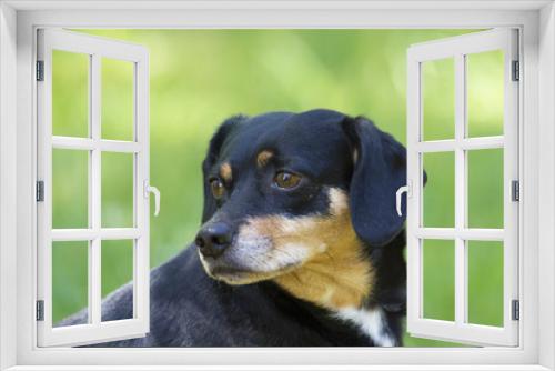 Fototapeta Naklejka Na Ścianę Okno 3D - Mixed breed dog outdoor portrait