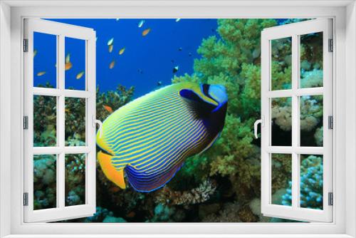 Fototapeta Naklejka Na Ścianę Okno 3D - Emperor Angelfish (Pomacanthus imperator)
