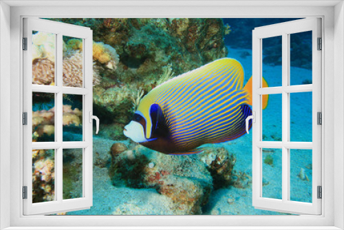 Fototapeta Naklejka Na Ścianę Okno 3D - Emperor Angelfish (Pomacanthus imperator)