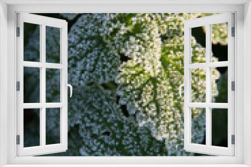Fototapeta Naklejka Na Ścianę Okno 3D - Gefrorene Brennessel