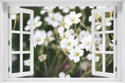 Fototapeta Naklejka Na Ścianę Okno 3D - Cerastium tomentosum (Snow-in-Summer)
