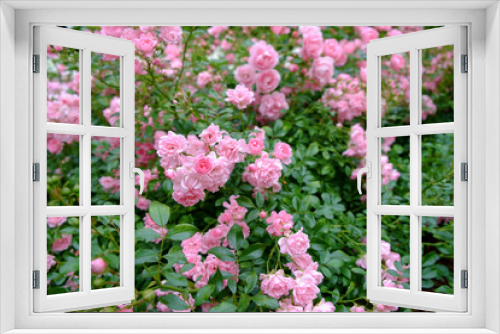 Fototapeta Naklejka Na Ścianę Okno 3D - Pink rose bush