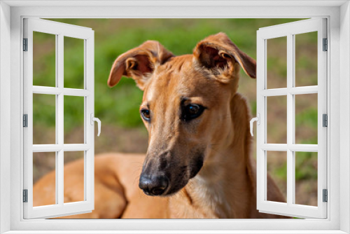 Fototapeta Naklejka Na Ścianę Okno 3D - Portrait of a young brown greyhound