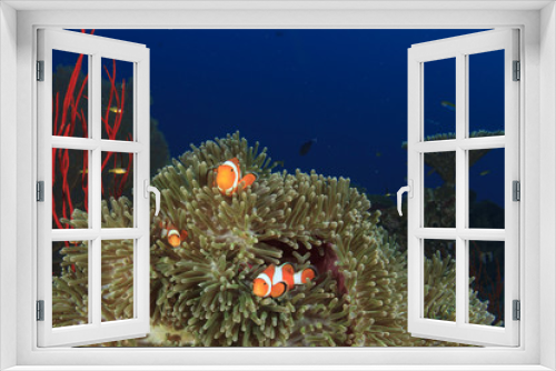 Fototapeta Naklejka Na Ścianę Okno 3D - Clownfish anemonefish fish anemone