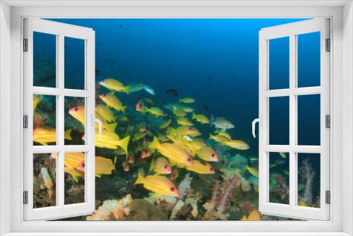 Fototapeta Naklejka Na Ścianę Okno 3D - Fish school coral reef