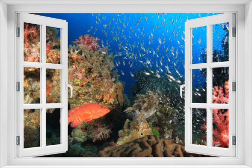 Fototapeta Naklejka Na Ścianę Okno 3D - Fish,coral reef,scuba diving underwater