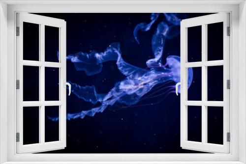 Fototapeta Naklejka Na Ścianę Okno 3D - jellyfish