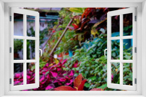 Fototapeta Naklejka Na Ścianę Okno 3D - Greenhouse with house plants. .Winter garden. Coleus. different varieties.