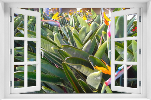 Fototapeta Naklejka Na Ścianę Okno 3D - Strelitzia Reginae flower  (bird of paradise flower). Madeira island
