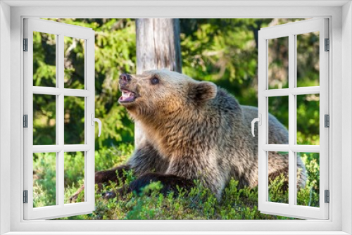 Fototapeta Naklejka Na Ścianę Okno 3D - Wild Juvenile Brown bear (Ursus Arctos Arctos) grinned, showing fangs and teeth. In the summer forest. Natural green Background