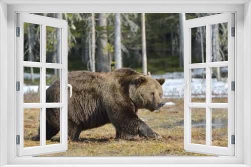 Fototapeta Naklejka Na Ścianę Okno 3D - Brown Bear (Ursus arctos) in spring forest.