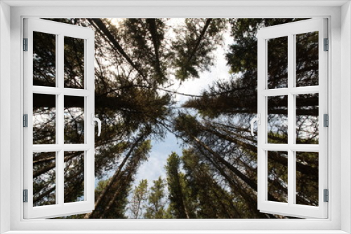 Fototapeta Naklejka Na Ścianę Okno 3D - Tree Canopy