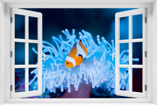 Fototapeta Naklejka Na Ścianę Okno 3D - Clownfish live in bleached sea anemone