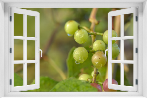 Fototapeta Naklejka Na Ścianę Okno 3D - Branches of red wine grapes growing in Italian fields wet after rain