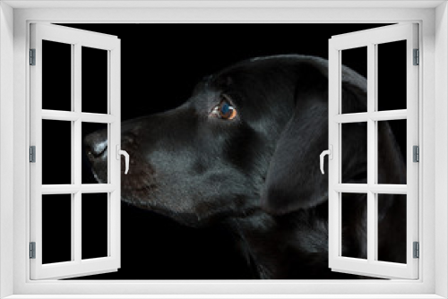 Fototapeta Naklejka Na Ścianę Okno 3D - Black labrador retriever on black background.