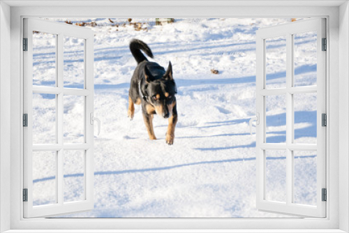 Fototapeta Naklejka Na Ścianę Okno 3D - black dog on sunny winter snow