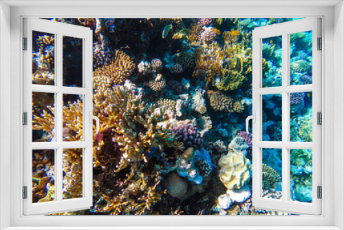 Fototapeta Naklejka Na Ścianę Okno 3D - red sea underwater coral reef
