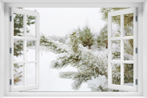 Fototapeta Naklejka Na Ścianę Okno 3D - Winter, green spruce in the snow, close-up
