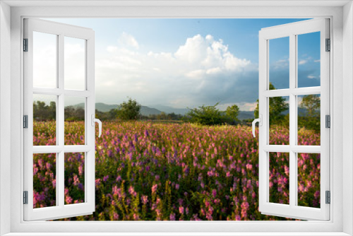 Fototapeta Naklejka Na Ścianę Okno 3D - Beautiful flower field with mountain background in blue sky day