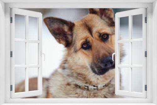 Fototapeta Naklejka Na Ścianę Okno 3D - Portrait of a dog of breed a sheep-dog