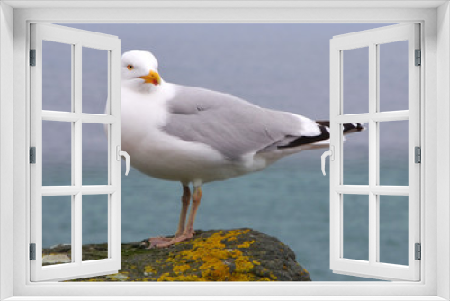 Fototapeta Naklejka Na Ścianę Okno 3D - Seagull in Ireland, Wild Atlantic Way at Dingle Peninsula