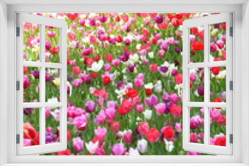 Fototapeta Naklejka Na Ścianę Okno 3D - Tulip, flower field at Hitachi Seaside Park in Japan. 