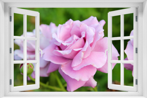 Fototapeta Naklejka Na Ścianę Okno 3D - Purple roses in the summer garden.