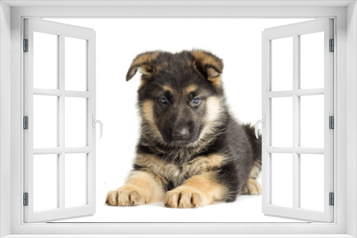 Fototapeta Naklejka Na Ścianę Okno 3D - Puppy looking, German Shepherd