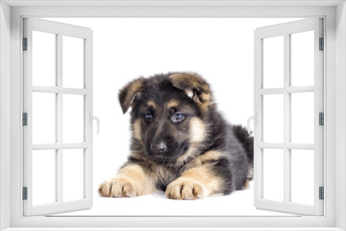 Fototapeta Naklejka Na Ścianę Okno 3D - puppy on a white background
