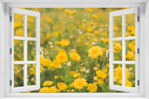 Fototapeta Naklejka Na Ścianę Okno 3D - yellow Chrysanthemum flower field, soft focus